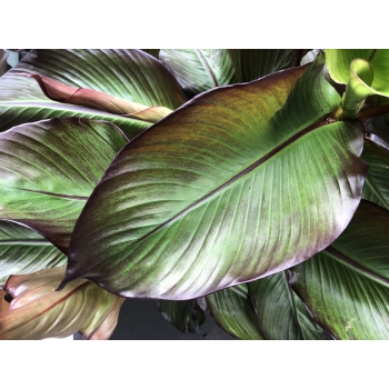 Ensete Maurelii Red Banana czerwony bananowiec